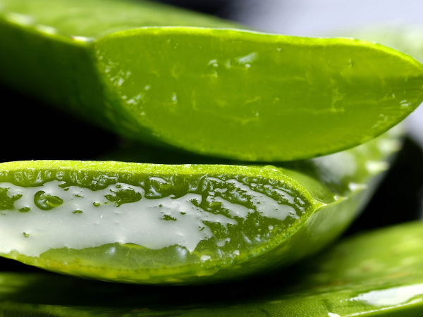 How to make aloe vera gel from the plant
